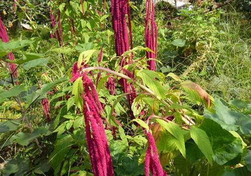 而且猪牛也很喜欢吃仙米菜,每次去放牛,牛都喜欢去偷偷捞一口,而且是