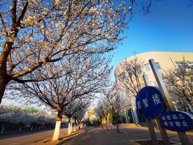 花繁艳丽满树烂漫来许昌学院欣赏樱花