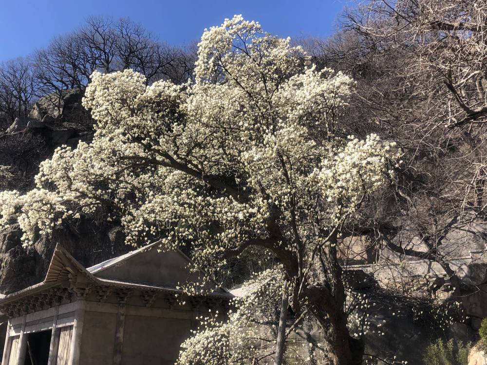 太美了连云港玉兰花王迎来盛花期