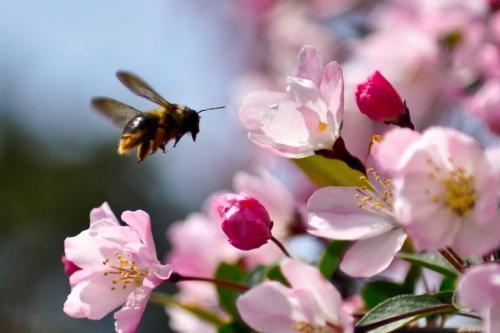 桃树种植 开花结果期做好3点 有利于桃子高产稳产 桃树种植 桃子 桃树 桃花 花粉 蜜蜂