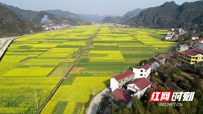沅陵县荔溪乡境内开放的油菜花.