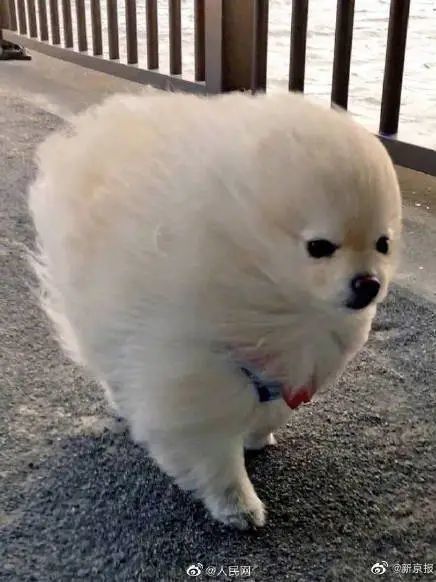 昨天有人被大风吹"飞"了!今年以来最强大风吹到上海了!