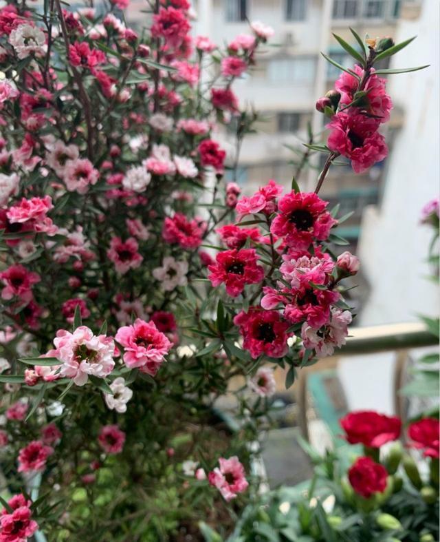 这种植物 叶似松花似梅 一年养成一棵花树 腾讯新闻