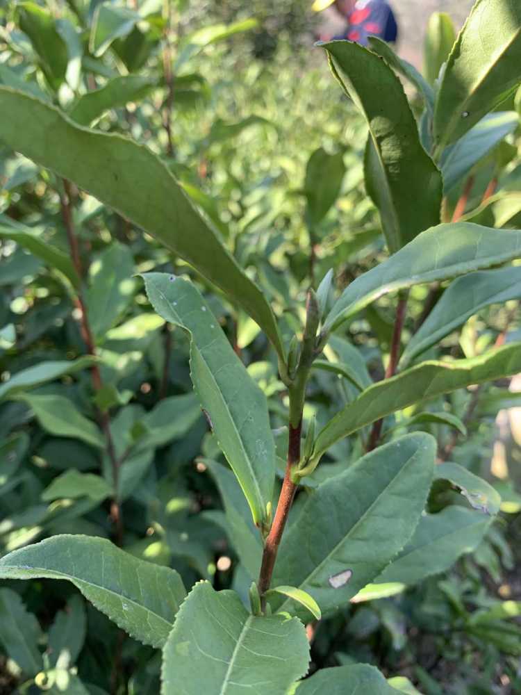 黄山毛峰茶园早茶开采