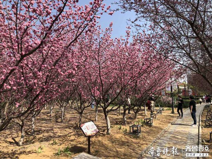 泰安凤凰河公园樱花图片