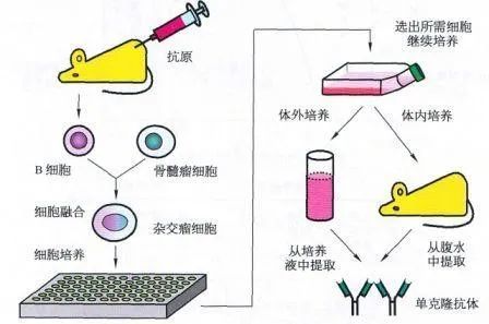 新冠单克隆抗体图片