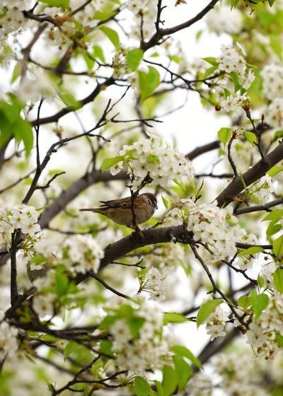 云赏花 汕头中山公园的梨花开了 腾讯新闻