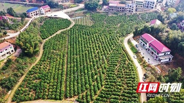 今年是龍鳳村沃柑基地的豐產期,總產預估可達100多萬斤.