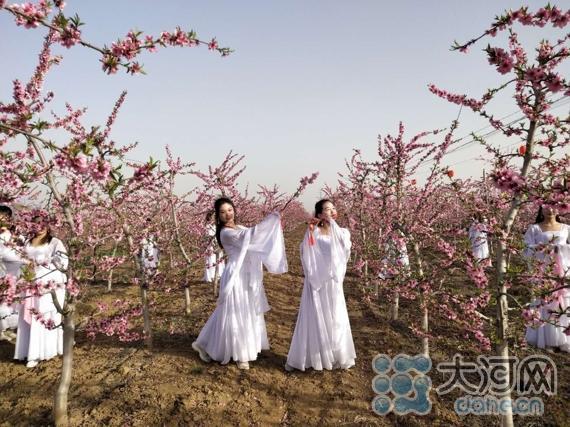 春风十里桃花香 河南叶县 千亩桃花开正艳农旅融合促民富 腾讯新闻