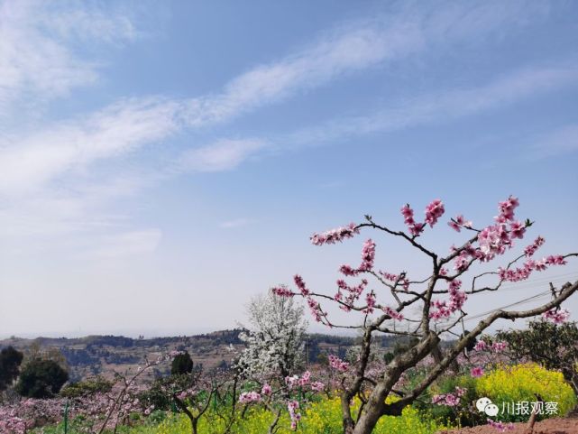 龙泉桃花节麻将图片