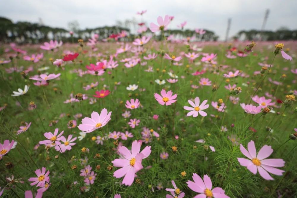 百亩紫色花海春日绽放开平这里美爆了