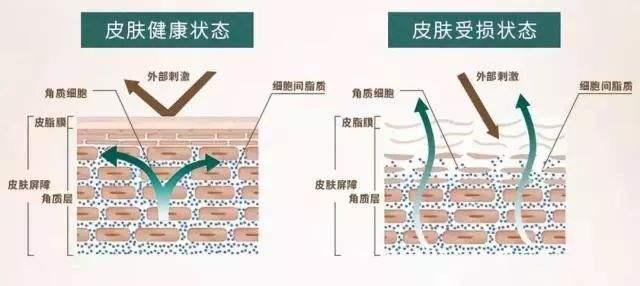 我們看下面的肌膚結構圖:人的皮膚一共分為3層,最外面的是表皮層,中間