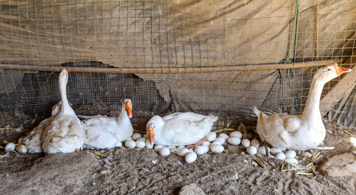 喜2600只鹅天天下蛋忧日产1000余枚无公害鹅蛋无销路