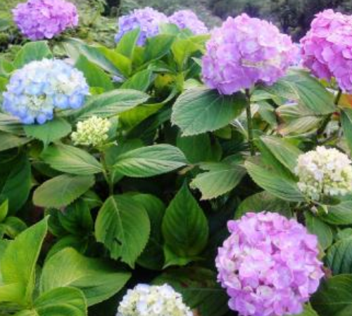 心理测试 你会摘那朵花 测你的脾气都是因何而暴躁 腾讯新闻