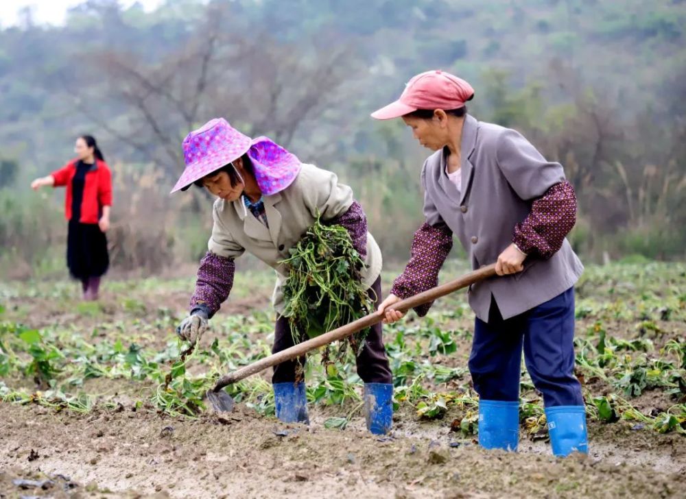 融水大学生返乡种红薯预计今年经济效益可达15亿元