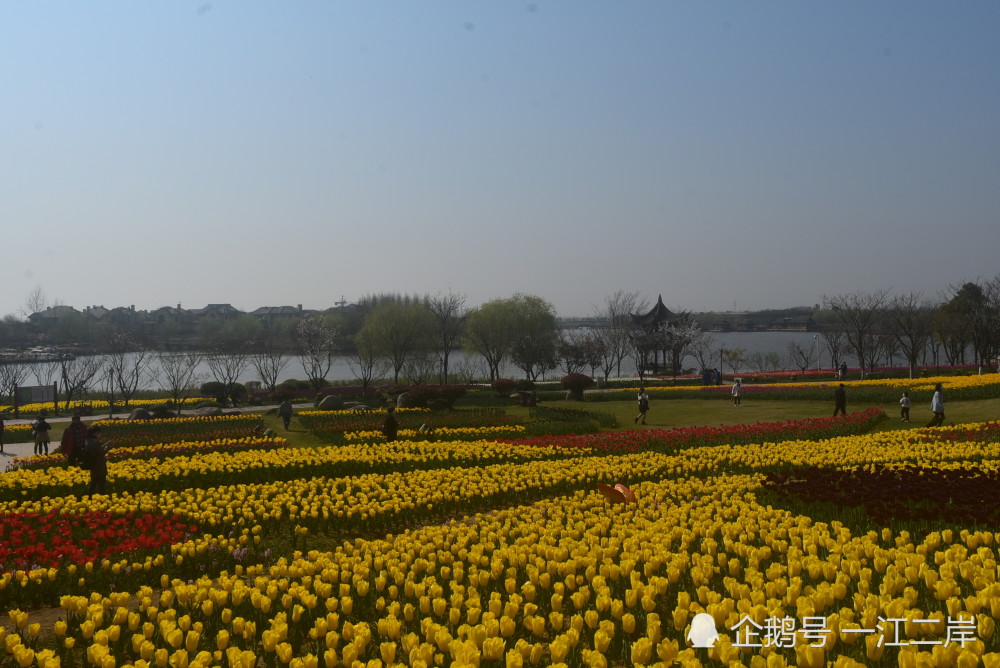 绍兴市上虞区海上花田免费开放中