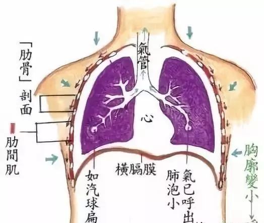 呼吸到脐寿与天齐