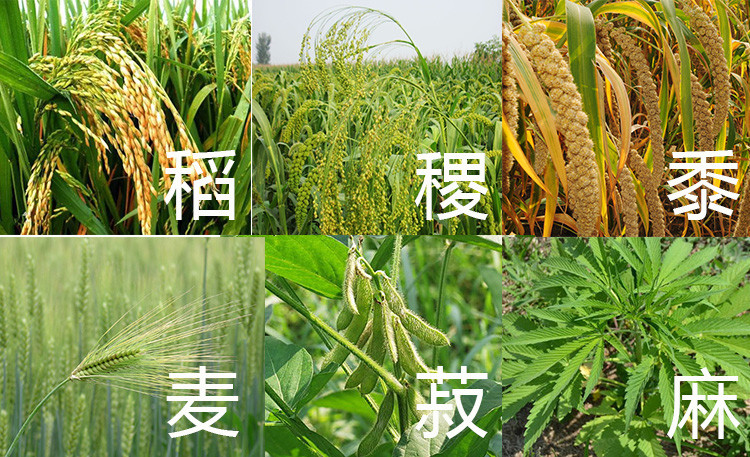 上古的粮食作物有所谓的五谷,六谷和百谷.