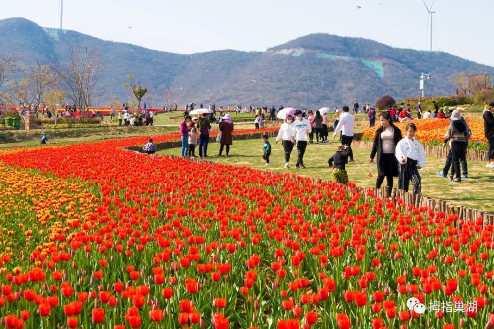 定了 郁金香高地3月26日起收费 票价是 腾讯新闻