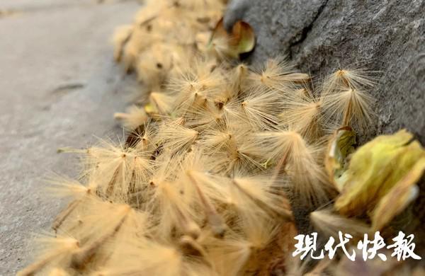 "飞絮时间"开启!南京街头飘起梧桐絮