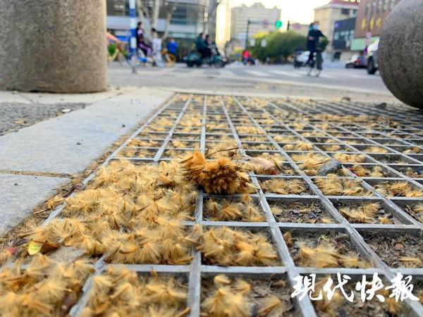 南京街头飘起梧桐絮