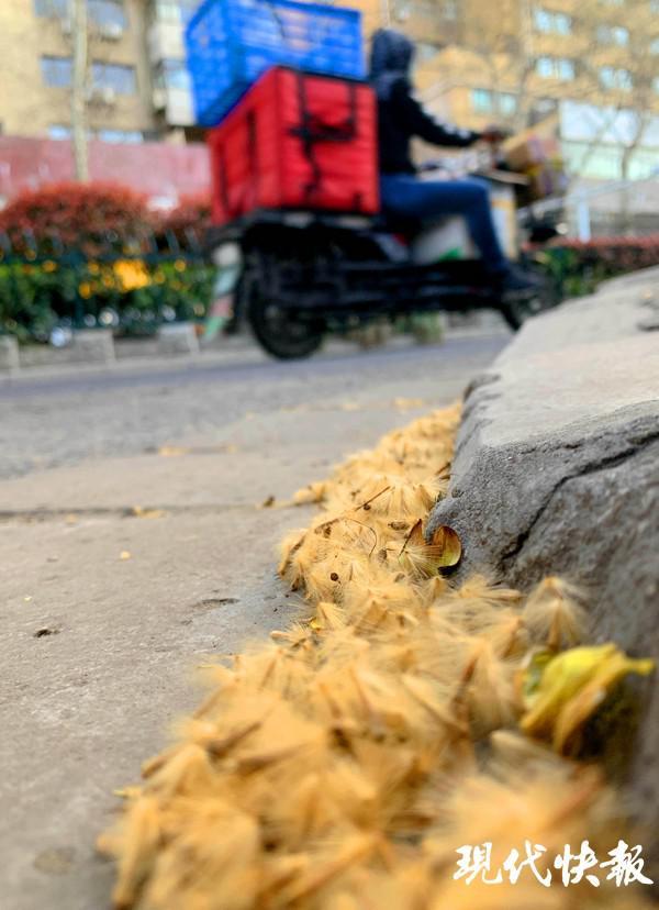 "飞絮时间"开启!南京街头飘起梧桐絮