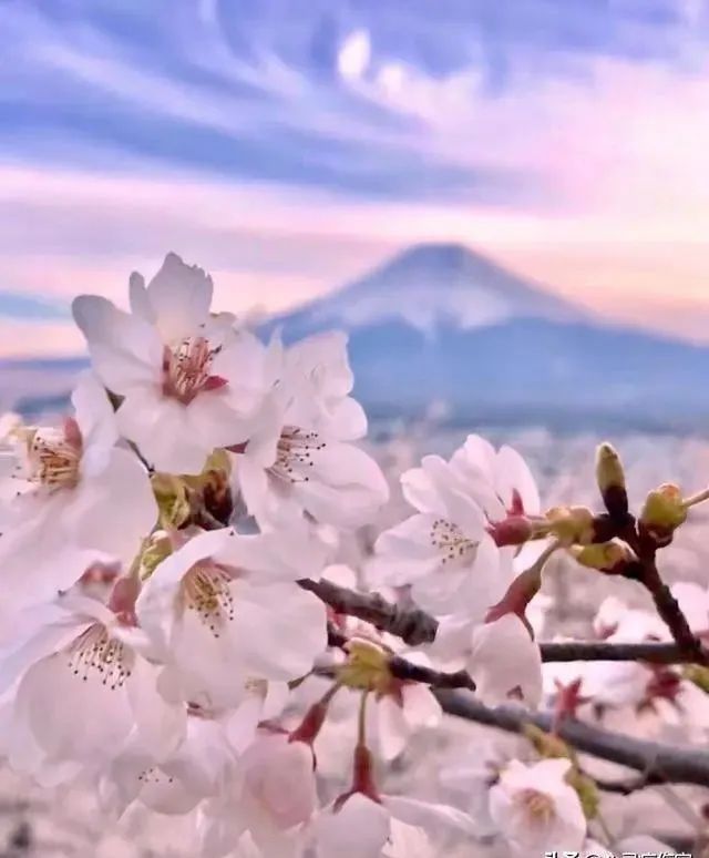 发朋友圈看花的精美句子(发朋友圈看花的精美句子短句)