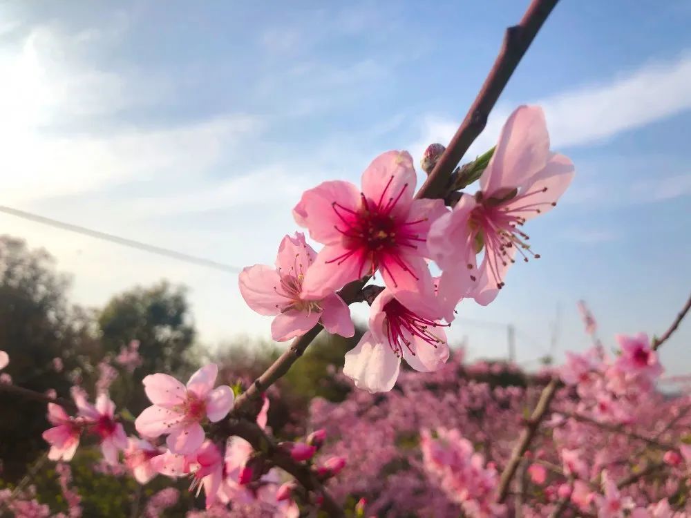 桃花如期開,春天按時來