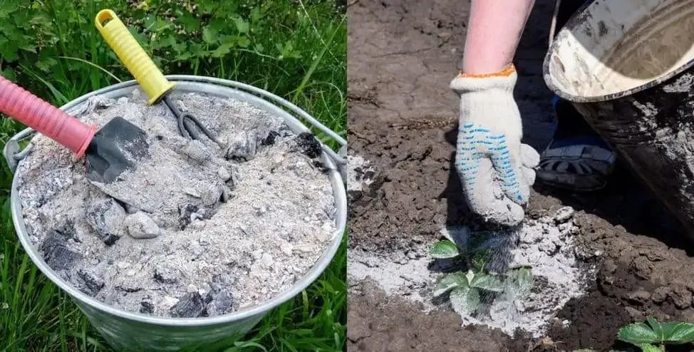 草木灰变肥料的5大用法,能防治病虫害,养花种菜的人有福了