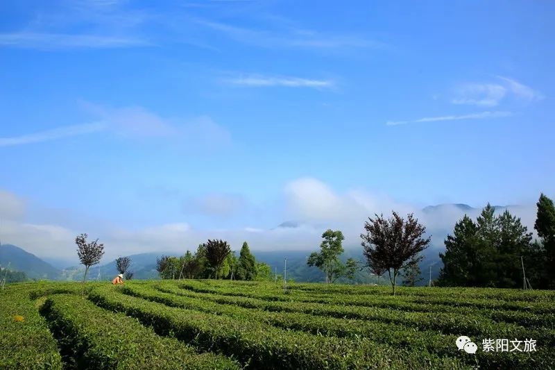 春茶上市,到紫阳来场茶之旅吧!