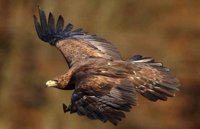 地球上"最凶猛"的巨鹰,号称狼的唯一"天敌"能直接将狼生擒