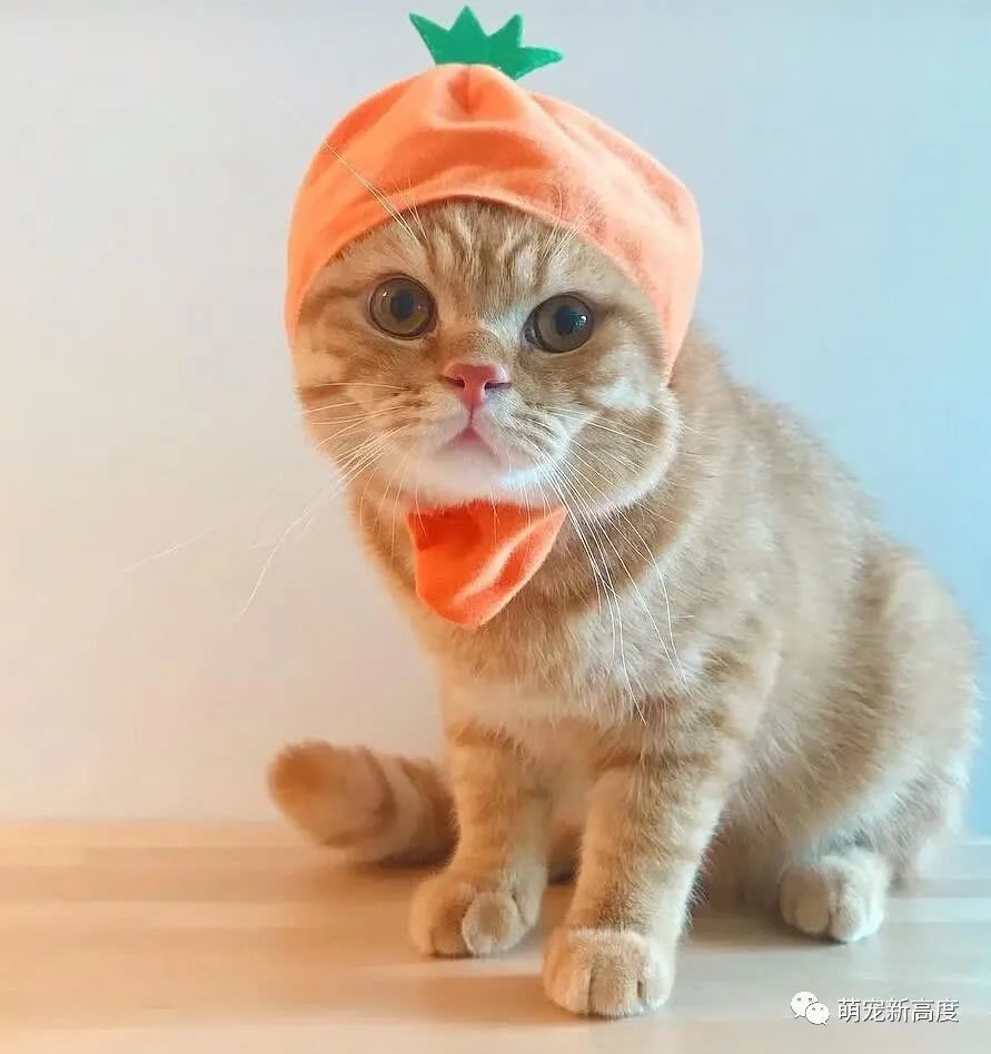 橘猫可爱头像,小土猫也很可爱.