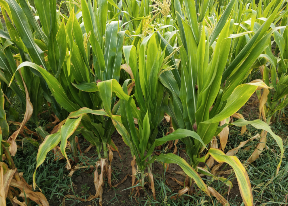 玉米为什么会早衰?有哪些防范措施?