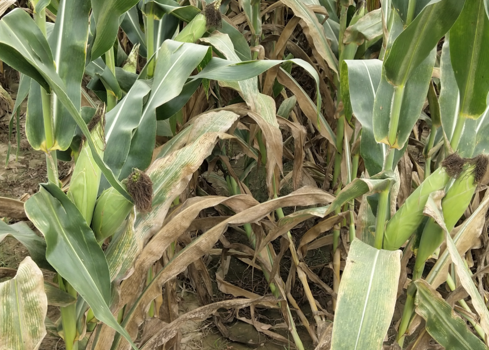 玉米为什么会早衰?有哪些防范措施?