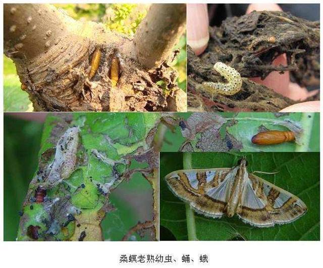 25 青虫 幼虫 青虫 幼虫 成虫