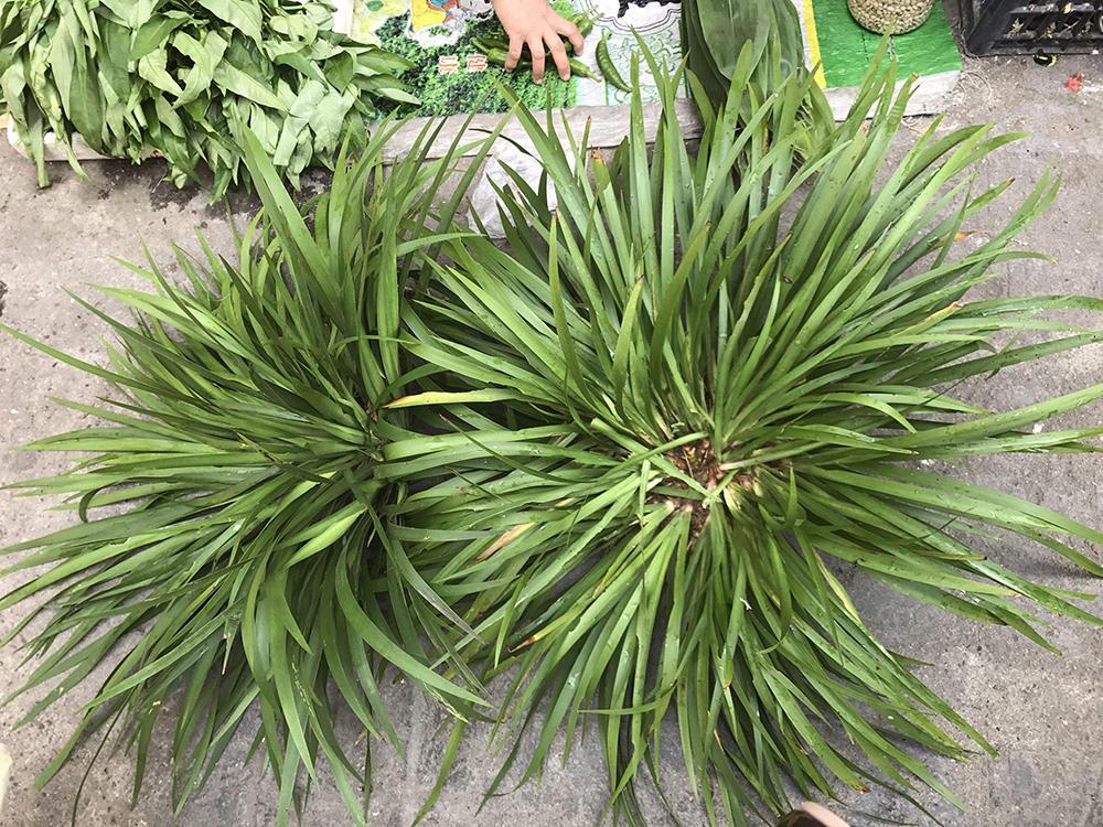 河边石头上的韭菜,以前摘来熏蚊子,如今20元一斤却少有人种植