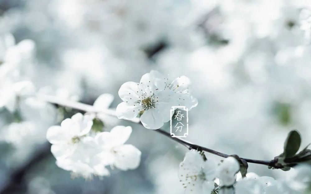 诗意春分『二十四节气』