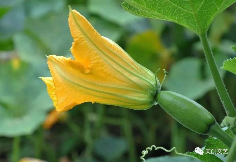 头大鱼田野里的泡泡草