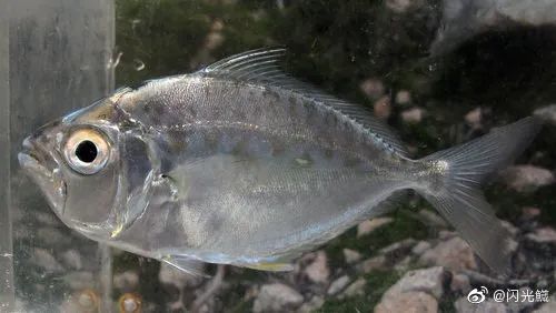 鲾:不为人知的发光鱼类