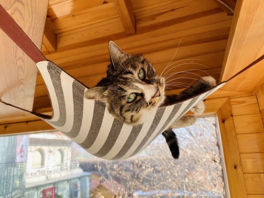 底层猫民 的幸福生活 腾讯新闻