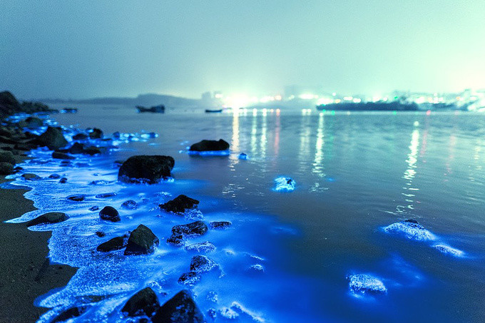 福建平潭再现蓝眼泪奇观!生命如昙花一现却谱写了梦幻的蓝色大海传说!