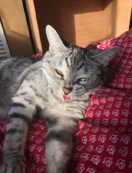 mondobongo-_:堪比生化武器.