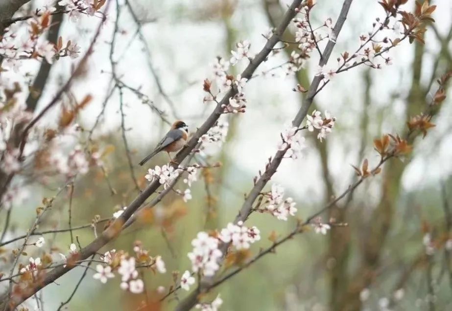 春分雨腳落聲微柳岸斜風帶客歸