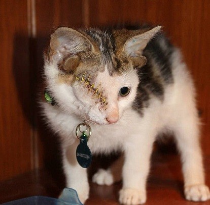 4只耳朵的"精灵猫",眼部畸形终身残疾,主人却说是上天的礼物?