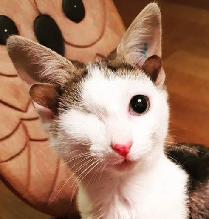 4只耳朵的"精灵猫",眼部畸形终身残疾,主人却说是上天的礼物?