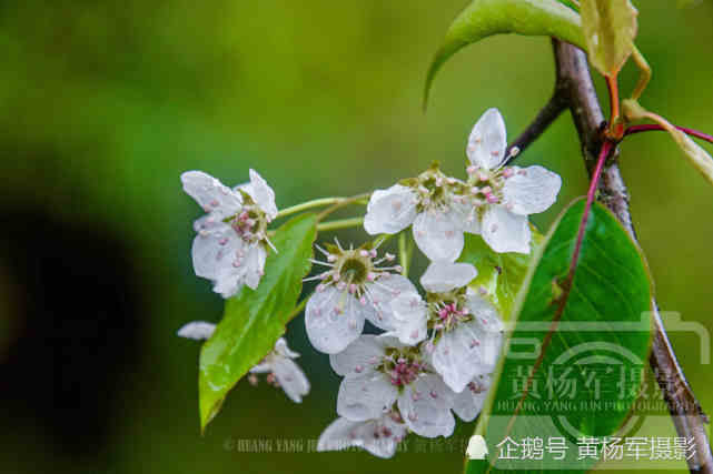 1 / 7豆梨花在贛州農村地區特別常見的一種果樹,豆梨正如這個名字一樣