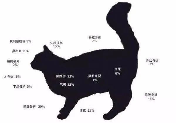 我有病 所以我从多层楼扔下了两只猫 腾讯新闻