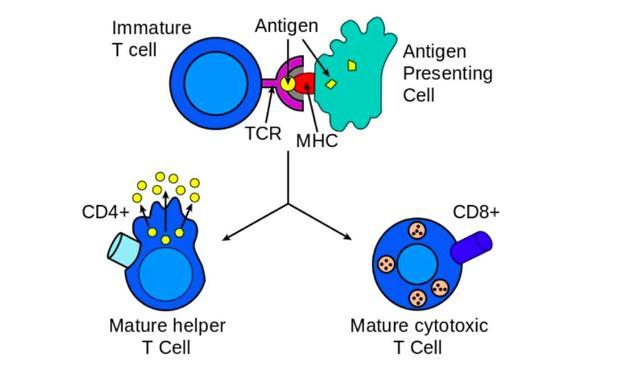 我,t细胞,人体免疫大军中的超级杀手!