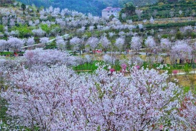 磐安东川野樱花图片