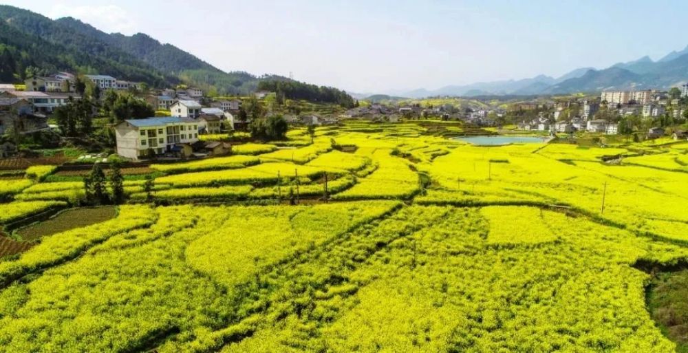 达州万家镇花海基地图片